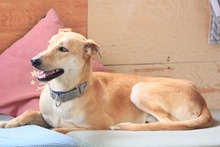 DETROIT, Hund, Mischlingshund in Spanien - Bild 8