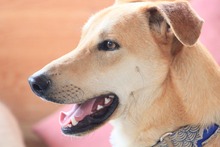DETROIT, Hund, Mischlingshund in Spanien - Bild 9
