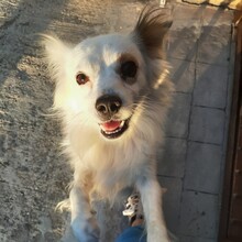 EDDIE, Hund, Mischlingshund in Spanien - Bild 1