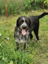 BARNI, Hund, Mischlingshund in Bulgarien - Bild 2