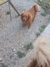 ROUKEY, Hund, Mischlingshund in Rumänien - Bild 3