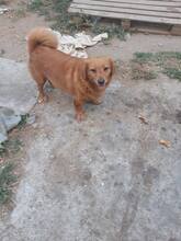 ROUKEY, Hund, Mischlingshund in Rumänien - Bild 4