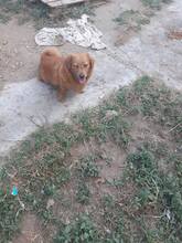 ROUKEY, Hund, Mischlingshund in Rumänien - Bild 5