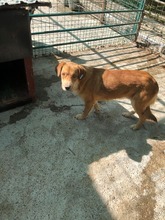 BUDDY, Hund, Mischlingshund in Rumänien - Bild 2