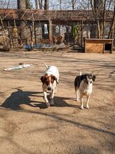 ANNI, Hund, Mischlingshund in Bulgarien - Bild 11
