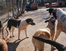 ANNI, Hund, Mischlingshund in Bulgarien - Bild 12