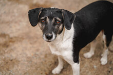ANNI, Hund, Mischlingshund in Bulgarien - Bild 13