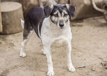 ANNI, Hund, Mischlingshund in Bulgarien - Bild 2