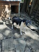 ANNI, Hund, Mischlingshund in Bulgarien - Bild 4