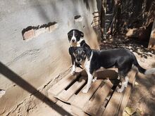 ANNI, Hund, Mischlingshund in Bulgarien - Bild 5