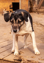 ANNI, Hund, Mischlingshund in Bulgarien - Bild 6