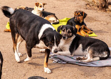 ANNI, Hund, Mischlingshund in Bulgarien - Bild 8