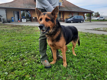 KLAUS, Hund, Deutscher Schäferhund-Mix in Ungarn - Bild 1