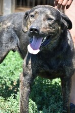 RAMBO, Hund, Mischlingshund in Ungarn - Bild 1