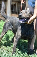 RAMBO, Hund, Mischlingshund in Ungarn - Bild 4