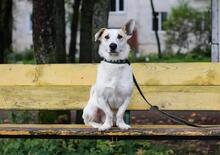 GENA, Hund, Mischlingshund in Russische Föderation - Bild 3