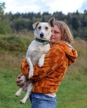GENA, Hund, Mischlingshund in Russische Föderation - Bild 4