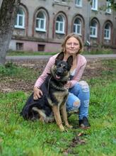 GEMMA, Hund, Deutscher Schäferhund-Mix in Russische Föderation - Bild 3