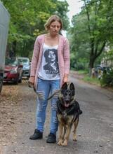 GEMMA, Hund, Deutscher Schäferhund-Mix in Russische Föderation - Bild 6