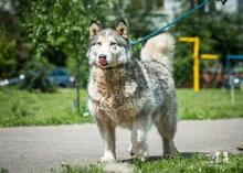 VASILISA, Hund, Mischlingshund in Russische Föderation - Bild 3
