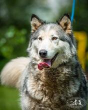 VASILISA, Hund, Mischlingshund in Russische Föderation - Bild 4