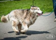 VASILISA, Hund, Mischlingshund in Russische Föderation - Bild 5