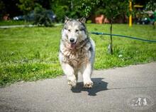 VASILISA, Hund, Mischlingshund in Russische Föderation - Bild 6