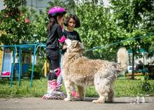 VASILISA, Hund, Mischlingshund in Russische Föderation - Bild 7