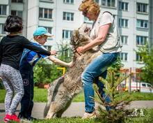 VASILISA, Hund, Mischlingshund in Russische Föderation - Bild 8