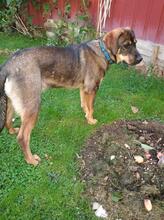 SONJA, Hund, Mischlingshund in Russische Föderation - Bild 5
