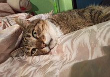 MIO, Katze, Hauskatze in Bulgarien - Bild 6