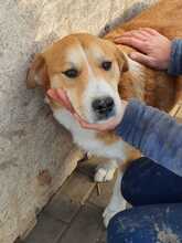 TYLOR, Hund, Mischlingshund in Rumänien - Bild 10