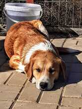 TYLOR, Hund, Mischlingshund in Rumänien - Bild 2