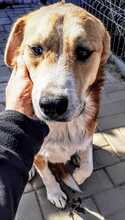 TYLOR, Hund, Mischlingshund in Rumänien - Bild 4