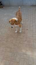 TYLOR, Hund, Mischlingshund in Rumänien - Bild 5