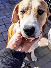 TYLOR, Hund, Mischlingshund in Rumänien - Bild 6