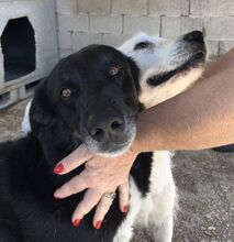 RUDOLF, Hund, Mischlingshund in Griechenland - Bild 1