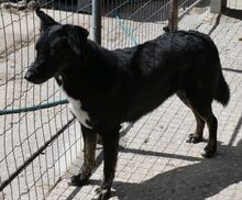 RUDOLF, Hund, Mischlingshund in Griechenland - Bild 2