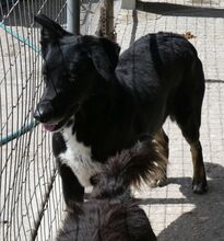 RUDOLF, Hund, Mischlingshund in Griechenland - Bild 4