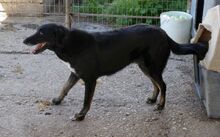 RUDOLF, Hund, Mischlingshund in Griechenland - Bild 5