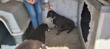 RUDOLF, Hund, Mischlingshund in Griechenland - Bild 7