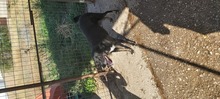 RUDOLF, Hund, Mischlingshund in Griechenland - Bild 8