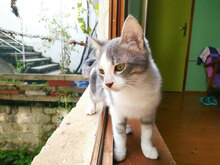 SIMBA2, Katze, Hauskatze in Boppard - Bild 5