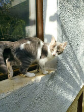 SIMBA2, Katze, Hauskatze in Boppard - Bild 7
