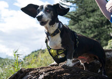 ELFI, Hund, Mischlingshund in Bulgarien - Bild 4
