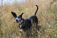 ELFI, Hund, Mischlingshund in Bulgarien - Bild 5