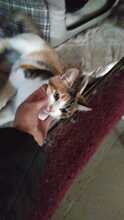 CARLA, Katze, Hauskatze in Rumänien - Bild 5