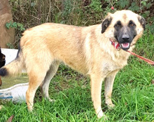 AMINA, Hund, Mischlingshund in Rumänien - Bild 1