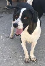TAMARA, Hund, Labrador-Mix in Griechenland - Bild 1