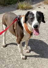 TAMARA, Hund, Labrador-Mix in Griechenland - Bild 8